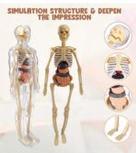 Esmi®- 🧠✨ Human Body Anatomy Learning Kit ✨🧠 - Image 5