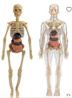 Esmi®- 🧠✨ Human Body Anatomy Learning Kit ✨🧠 - Image 3