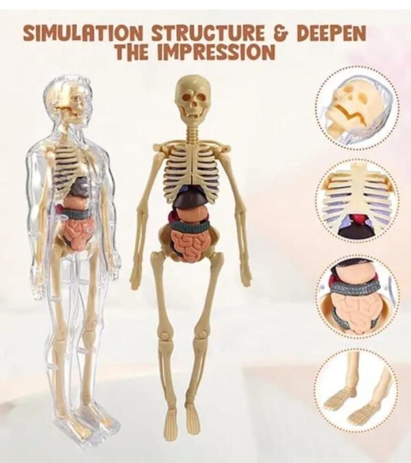Esmi®- 🧠✨ Human Body Anatomy Learning Kit ✨🧠