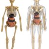 Esmi®- 🧠✨ Human Body Anatomy Learning Kit ✨🧠