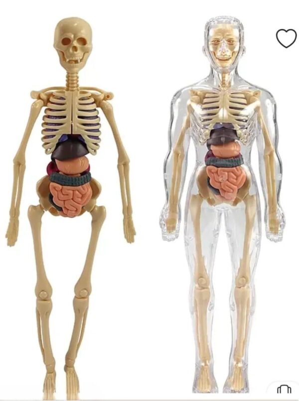 Esmi®- 🧠✨ Human Body Anatomy Learning Kit ✨🧠